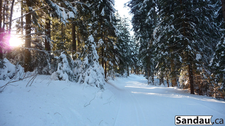 theblackforest